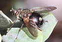 possibly Epalpus rufipes - photo 5