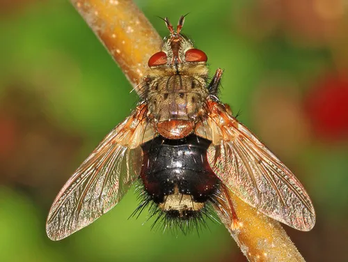 Epalpus signifer - photo 3