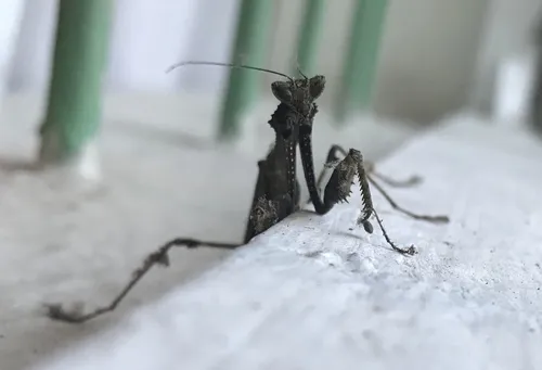 Epaphroditidae - Epaphroditidae