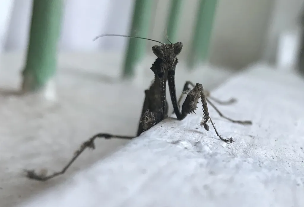 Epaphroditidae - photo 2