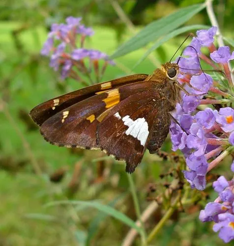 Silver-spotted Skipper - Epargyreus clarus