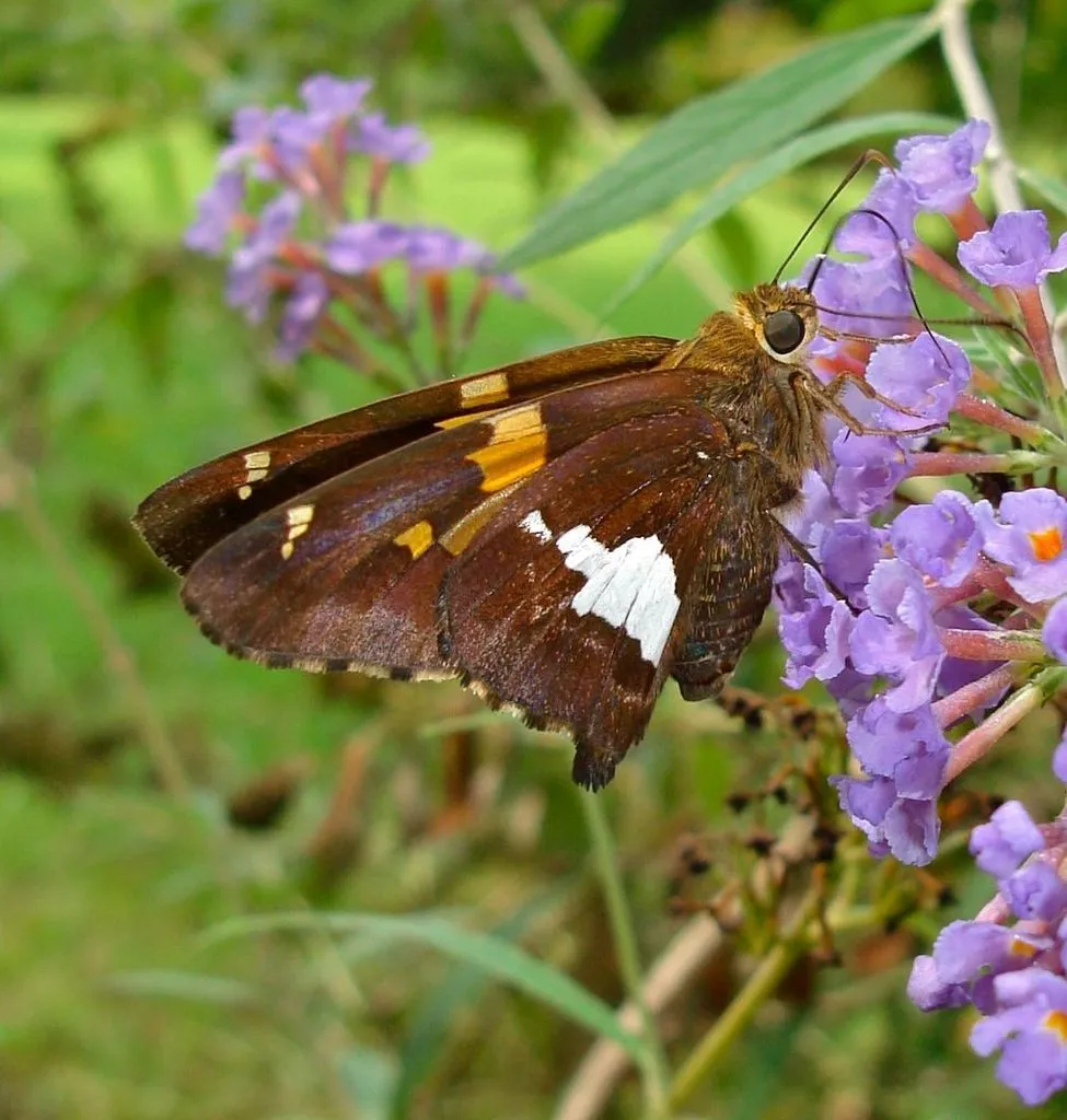 Silver-spotted Skipper - photo 2