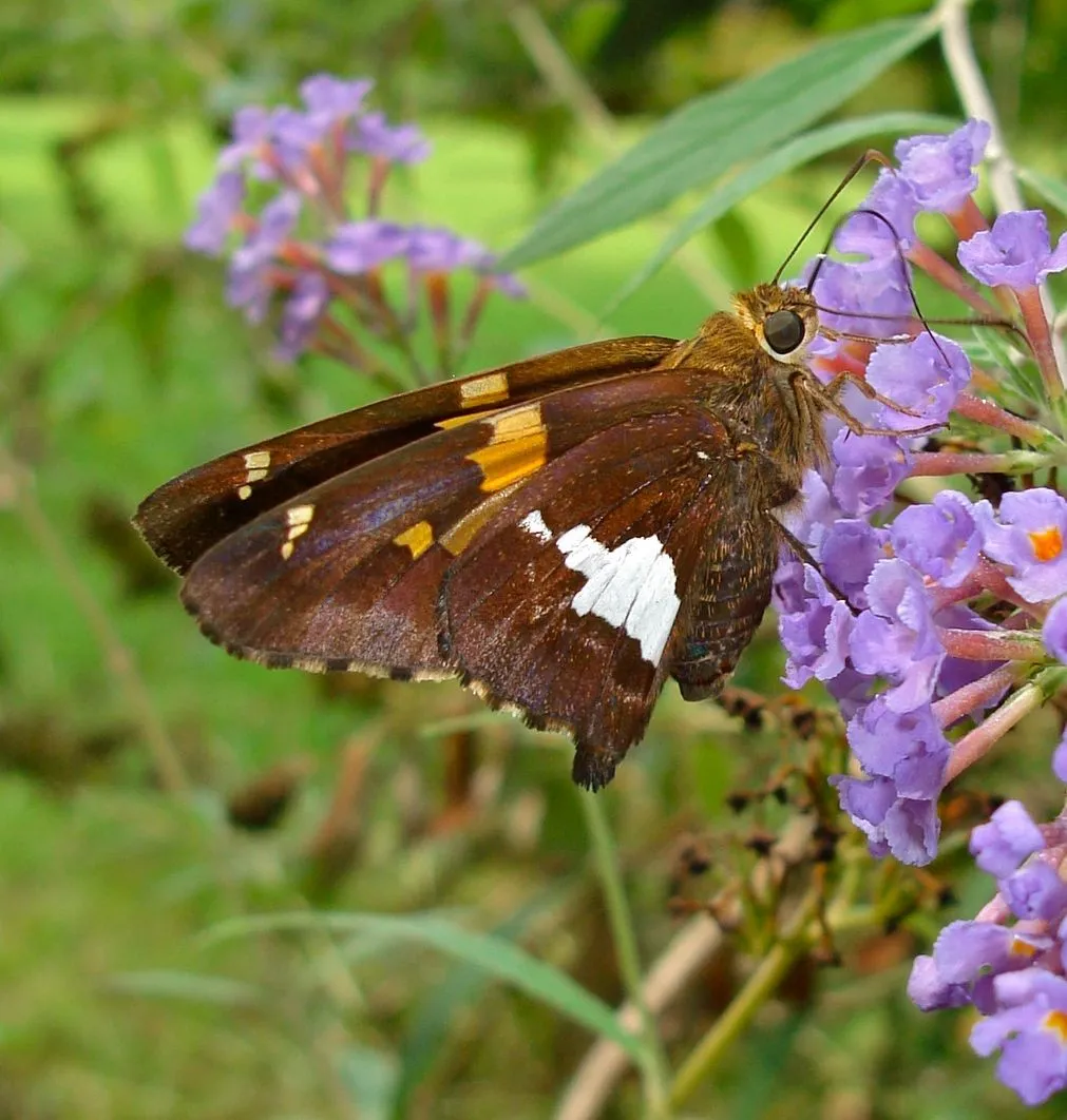 Silver-spotted Skipper - photo 3