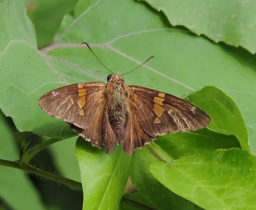 Silver-spotted Skipper - photo 7