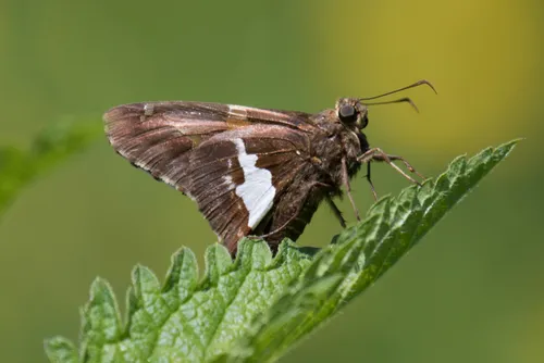 Silver-spotted Skipper - photo 8