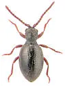 Epauloecus unicolor