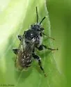 Epeoloides pilosulus - photo 3