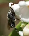 Epeoloides pilosulus - photo 4