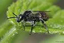 Epeoloides pilosulus - photo 5