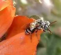 Epeolus americanus