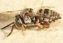 Epeolus australus - photo 2