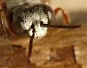 Epeolus australus - photo 3