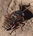 Epeolus australus - photo 4