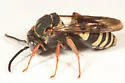 Epeolus autumnalis