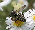 Epeolus autumnalis - photo 2