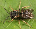 Epeolus autumnalis - photo 3