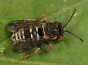Epeolus autumnalis - photo 4