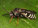 Epeolus autumnalis - photo 5
