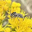 Epeolus axillaris