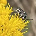 Epeolus axillaris - photo 2