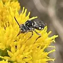 Epeolus axillaris - photo 3