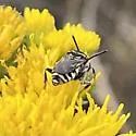 Epeolus axillaris - photo 4