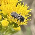 Epeolus axillaris - photo 5