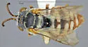 Epeolus barberiellus