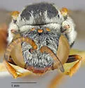 Epeolus barberiellus - photo 2