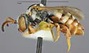 Epeolus barberiellus - photo 3