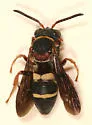 Epeolus bifasciatus