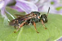 Epeolus bifasciatus - photo 3