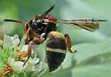 Epeolus bifasciatus - photo 4