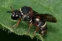 Epeolus bifasciatus - photo 5