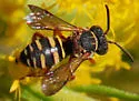 Epeolus carolinus