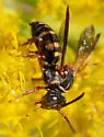 Epeolus carolinus - photo 2