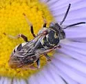 Epeolus compactus - photo 2