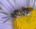 Epeolus compactus - photo 3