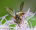 Epeolus compactus - photo 4