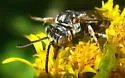 Epeolus compactus - photo 5