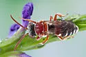 Epeolus floridensis - photo 2