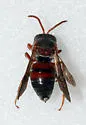 Epeolus glabratus - Epeolus glabratus