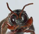 Epeolus glabratus - photo 2