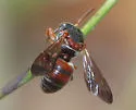 Epeolus glabratus - photo 3