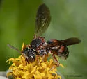 Epeolus glabratus - photo 4