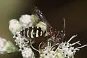 Epeolus howardi - photo 2