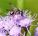 Epeolus howardi - photo 3