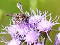 Epeolus howardi - photo 4