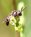 Epeolus howardi - photo 5