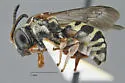 Epeolus interruptus - Epeolus interruptus